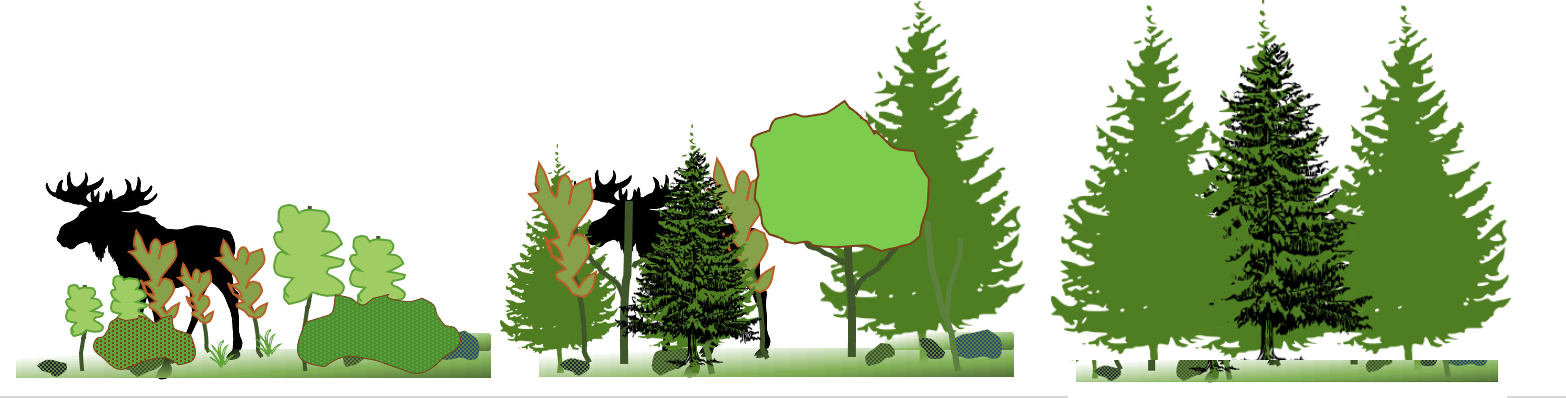 The first of three panels shows a moose among short scrubby plants. The second panel shows the moose among mixed short deciduous and coniferous trees. The third panel shows no moose among large coniferous and deciduous trees.