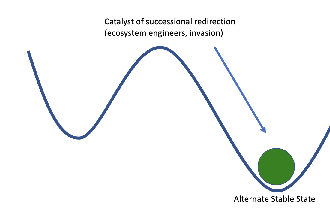 A green ball sits in a valley to the right of the incline following an arrow labeled Catalyst of Successional Redirection with the examples of ecosystem engineers and invasions. The valley to the right is labeled Alternate Stable State.