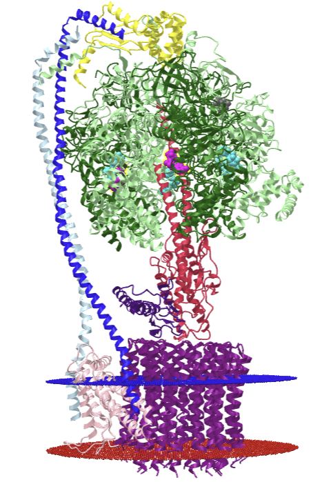 chloroplast ATP synthase reduced (6VON).png