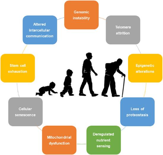 In the middle of a circle, silhouettes from left to right show a baby, child, man, and elderly man. Outside the circle in a clockwise fashion are labels reading: genomic instability, telomere attrition, epigenetic alterations, loss of proteostasis, deregulated nutrient sensing, mitochondrial dysfunction, cellular senescence, stem cell exhaustion, altered intercellular communication.