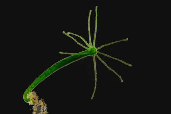 Photo of a green fluorescing hydra on a black background.