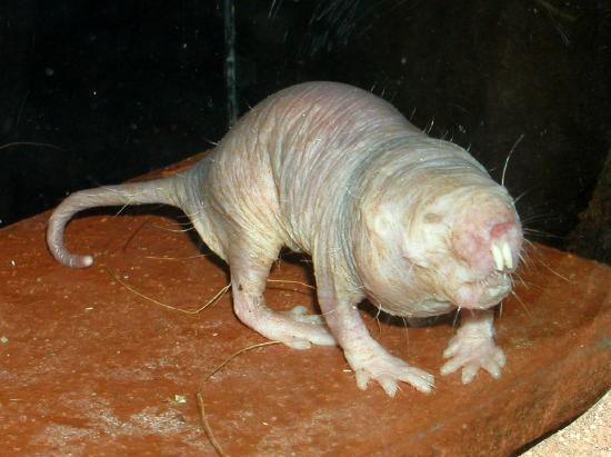 A photo of a naked mole rat in an inclosure.