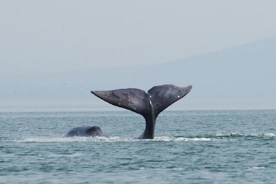A photo of a whale with its tail and part of its head above a large expanse of water.