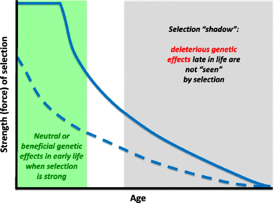 Stronger selection at younger ages is shaded and labeled with neutral or beneficial genetic effects in early life when selection is strong. The selection shadow is shaded to show the region at older ages when selection is weaker and labeled to say deleterious genetic effects late in life are not seen by selection.