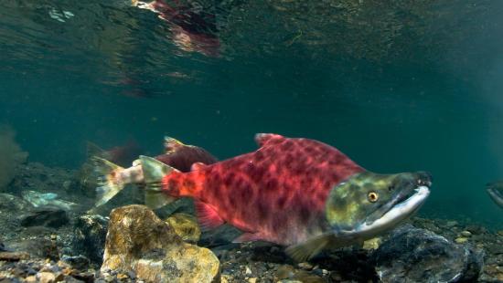 A photo of a red and green salmon sitting at the rocky bottom of some shallow water.