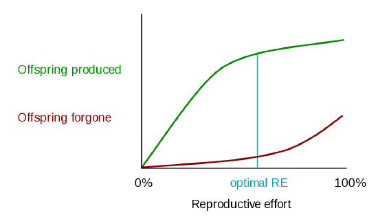 A line graph shows reproductive effort on the x-axis and offspring on the y-axis. One line shows the offspring produced as a curve that increases at slower rates as reproductive effort increases. Another line shows the offspring forgone as a curve that increases at faster rates as reproductive effort increases. A vertical line shows optimal reproductive effort where offspring produced is the highest compared to offspring forgone where both lines have relatively low slopes. The two curves do not intersect.