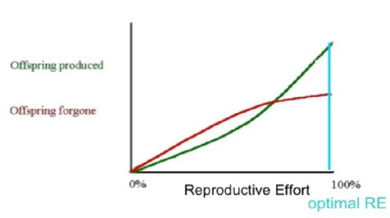 A line graph shows reproductive effort on the x-axis and offspring on the y-axis. One line shows the offspring produced as a curve that increases at slower rates as reproductive effort increases. Another line shows the offspring forgone as a curve that increases at faster rates as reproductive effort increases. The two curves intersect at fairly high reproductive effort, when both lines are nearly linear with positive slopes. A vertical line shows optimal reproductive effort where offspring produced is the highest compared to offspring forgone at about one hundred percent effort after the lines intersect.