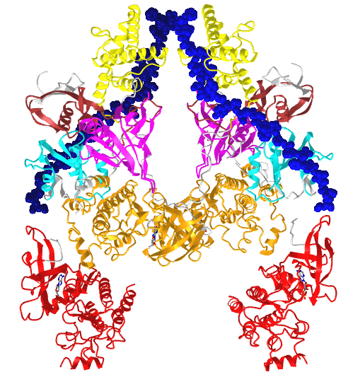 active Janus Kinase (JAK) dimer complexed with cytokine receptor intracellular domainV2 (7T6F).png