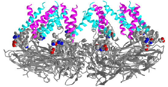 Seipin Homo 10-mer flexible cage at lipid droplet formation sites (7RSL).png