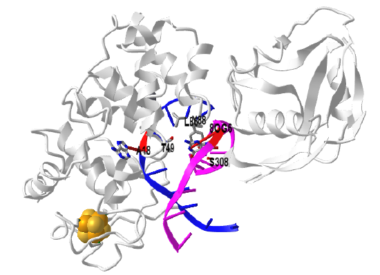 Adenine mispaired with 8-oxoguanine by MutY adenine DNA glycosylase (1RRQ).png