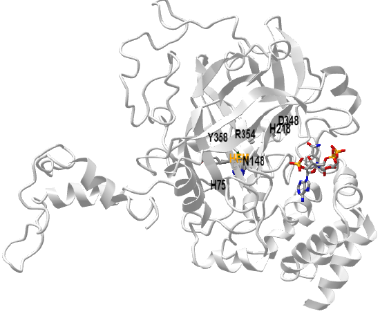 human catalase with bound ligand (CN-) and NADPH  (1DGG).png