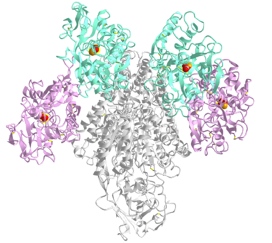 Transferrin- ectodomain transferrin receptor (1SUV)..png