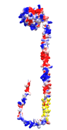 AlphaFold predicted model of human oxidized LDL receptor - LOX (P78380).png