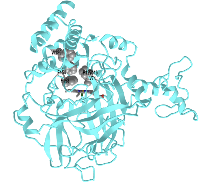 human erythrocyte catalase- hydrophobic constricture active site (1DGF).png