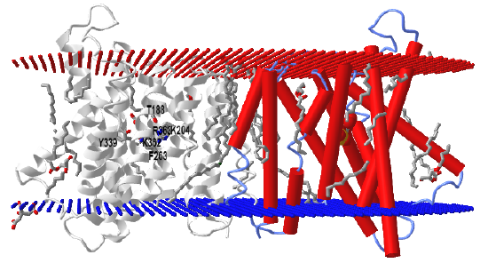 triose-phosphate - phosphate translocator from red algae (5Y78).png
