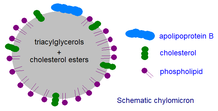 A schematic chylomicron