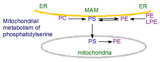 Biosynthesis of phosphatidylserine - mitochondria
