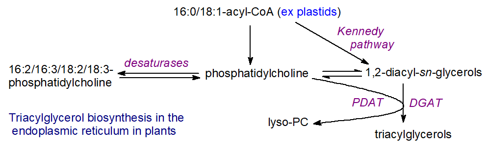 Triacylglycerol biosynthesis in the endoplasmic reticulum of plants