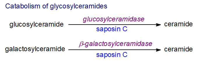 Catabolism of glycosylceramides