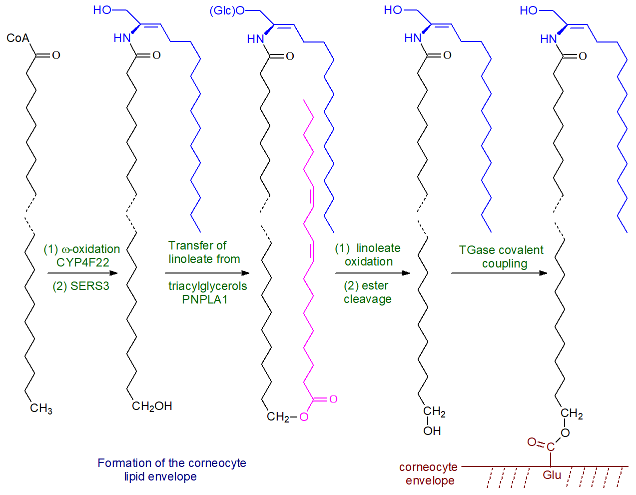 Formation of the corneocyte lipid envelope