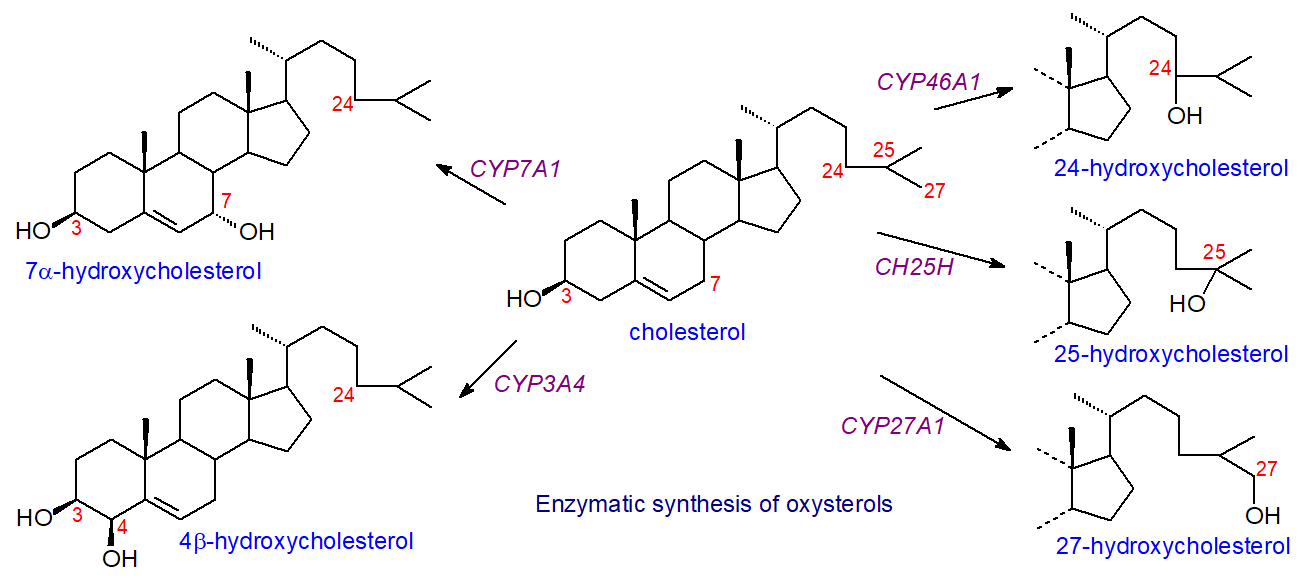 Biosynthesis of oxysterols