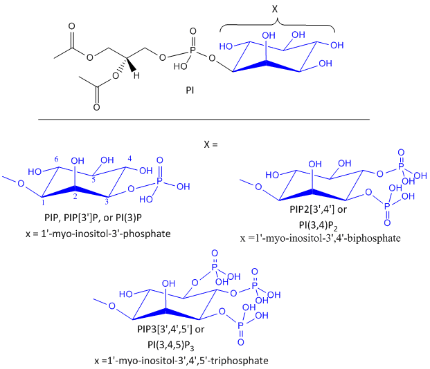 phosphorylated phosphatidylinositol derivatives