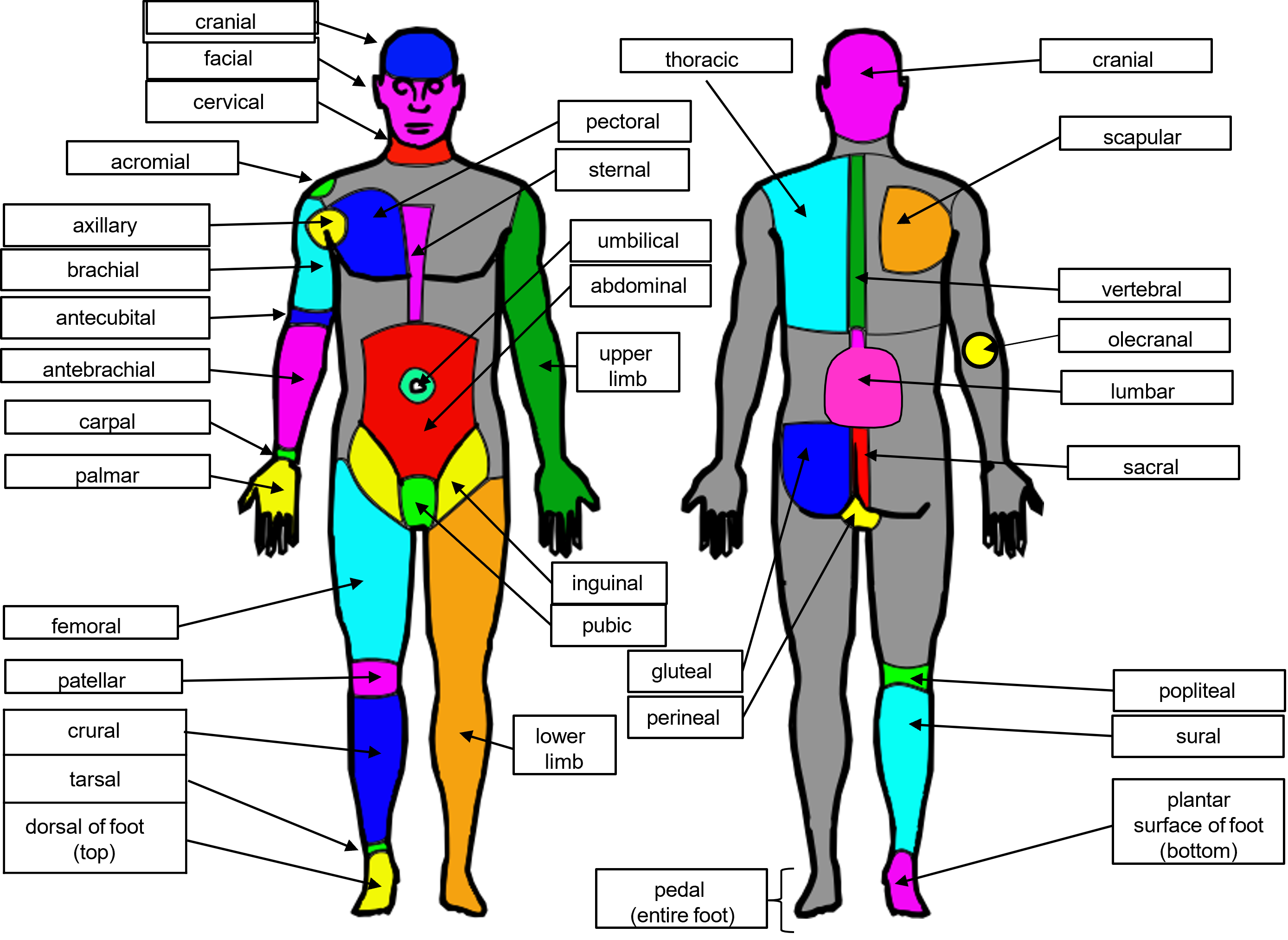 Human figure showing the locations of the anatomical adjectives.