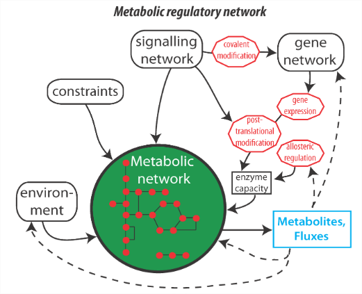 15A: Principles of Metabolic Regulation