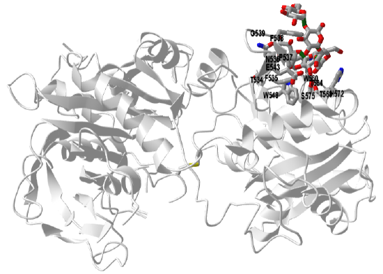 Barley starch synthase I in complex with maltooligosaccharide (4HLN).png