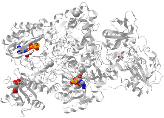 Hucarbamoyl phosphate synthetase I ADP N-acetyl-glutamate (5DOU).png
