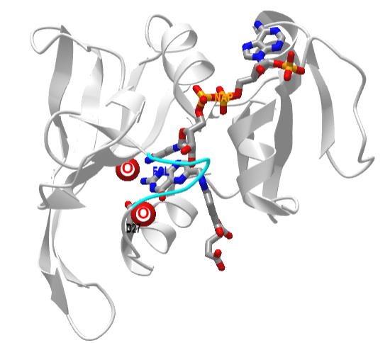 Dihydrofolate reductase with bound NADP and folate (7dfr).png