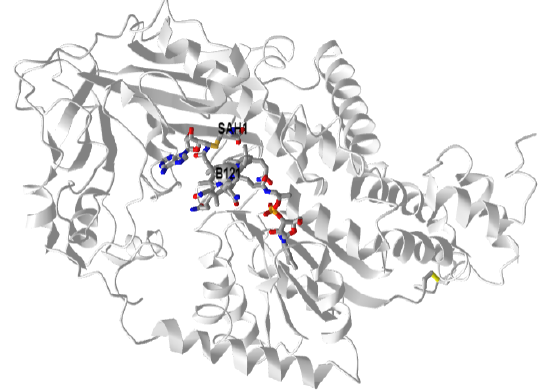 https://bio.libretexts.org/Learning_Objects/Visualizations_and_Simulations/Biochemistry-iCn3D_Models/Amino_Acid_and_Nucleotide_Metabolism/C-terminal_half_of_B12-dependent_Methionine_Synthase_from_E._Coli_with_bound_adenoslylhomocysteine_bound_(3iva)