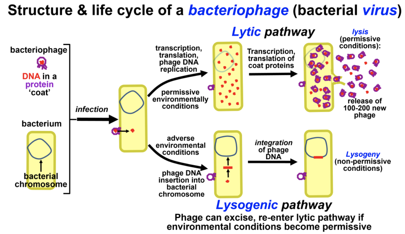 14.4: Since McClintock- Transposons In Bacteria, Plants And Animals ...