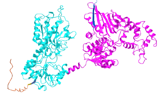 AlphaFold predicted structure of aminoadipic semialdehyde synthase (Q9UDR5).png
