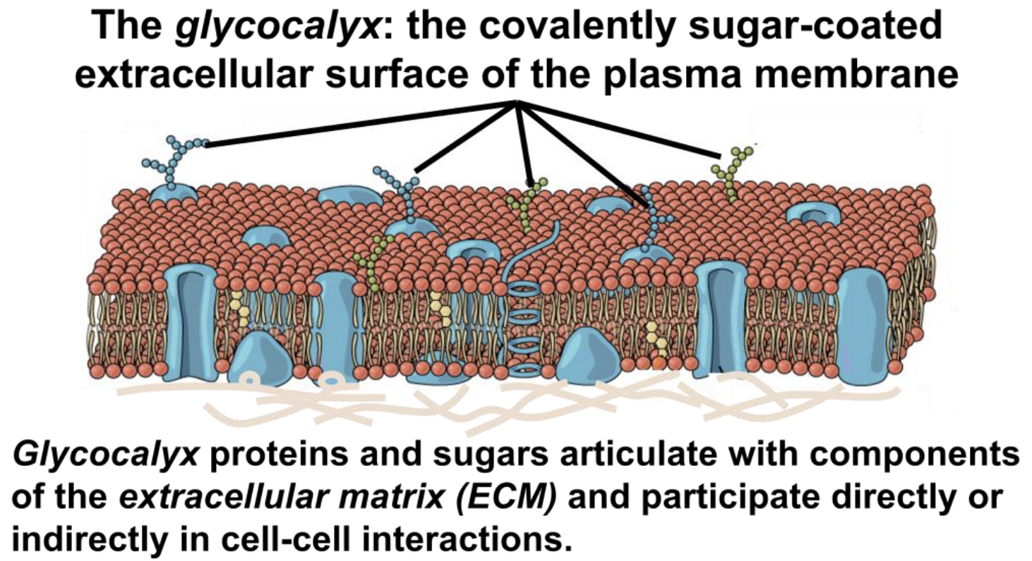 glycolipids in cell membrane