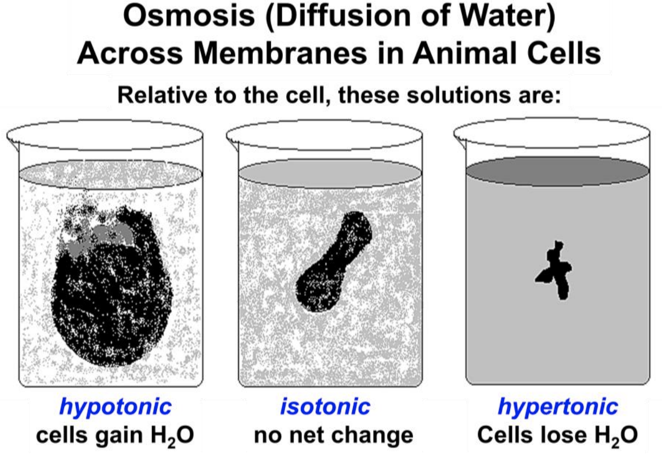 osmosis in animal cells example