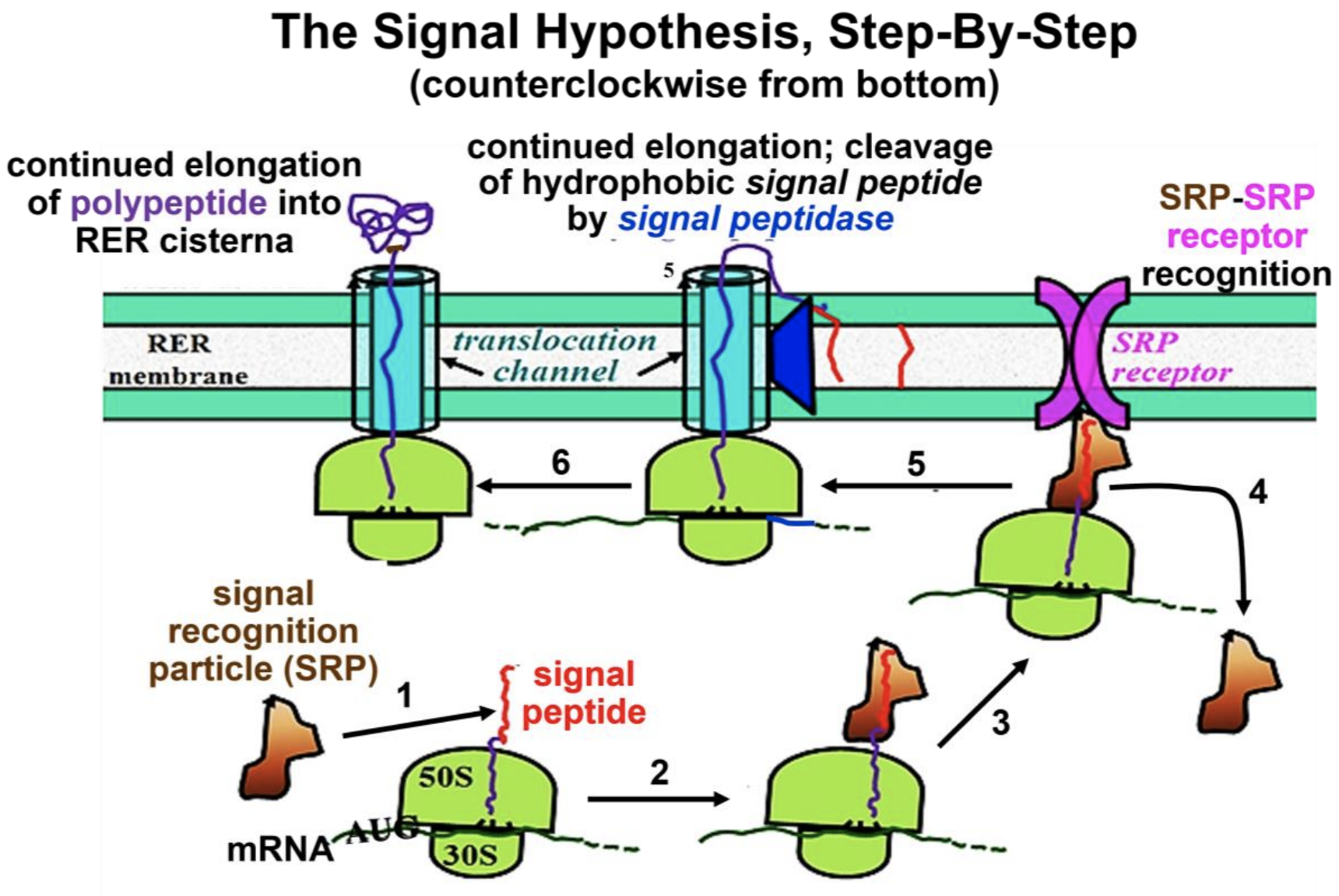 signal hypothesis cell biology