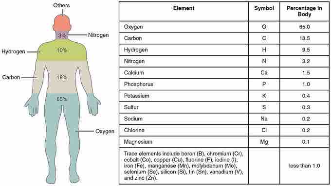 elements of the human body.jpg