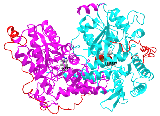 5-aminolevulinic acid synthase with covalently attached PLP CExtension (5TXT ).png