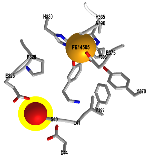 activesitetyrosine hydroxylase dopamineV2 (6zvp).png