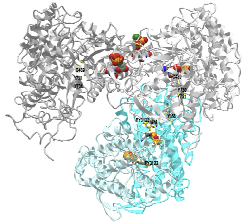holocomplex of E. coli class Ia ribonucleotide reductase with GDP and TTP (6W4X).png