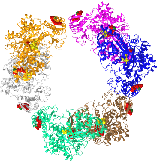 Human ribonucleotide reductase large subunit (alpha) with dATP and CDP (6AUI).png