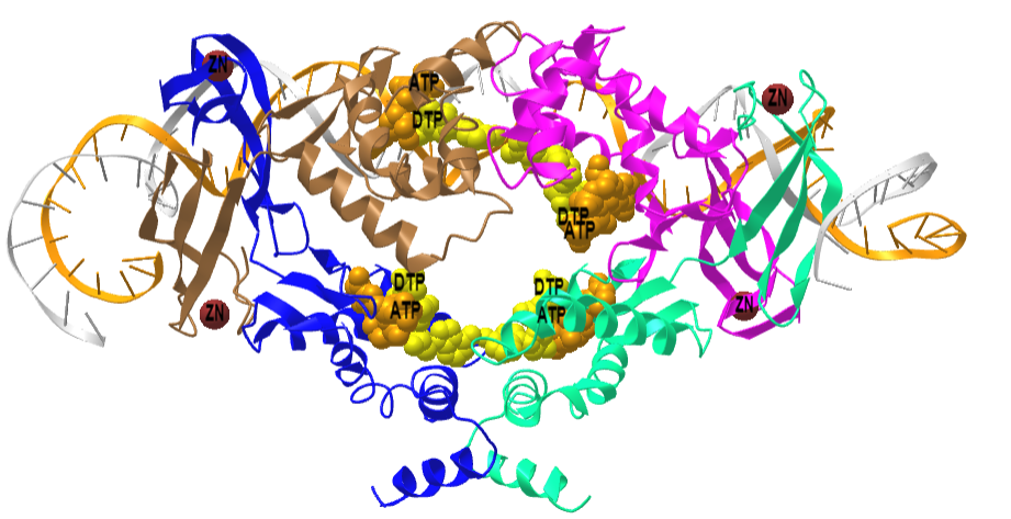 Streptomyces coelicolor dATP_ATP-loaded NrdR in complex with its cognate DNA (7P3F).png