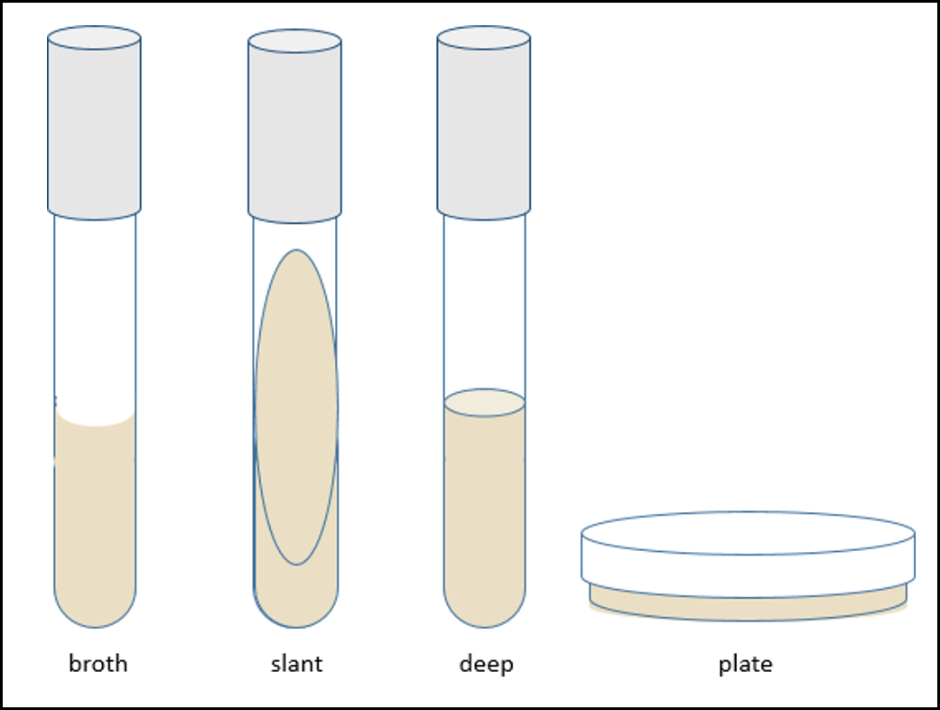 Different physical forms of microbiological media: broth, slant, deep, and plate