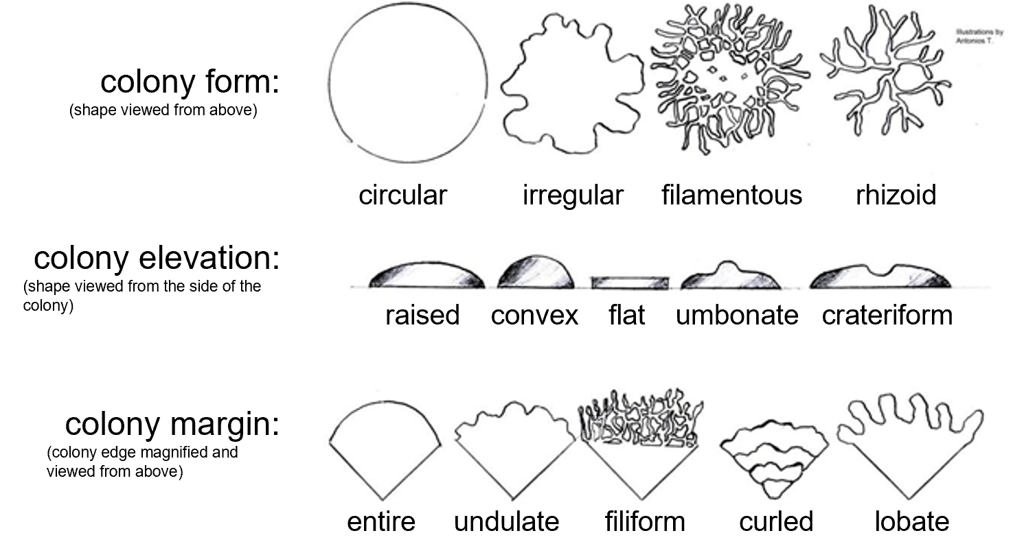 illustrations of different colony forms, margins, and elevations
