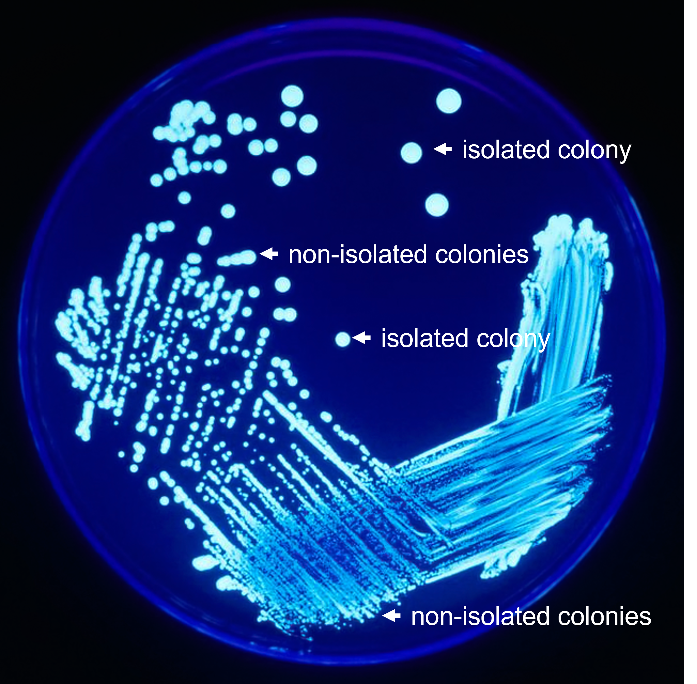 Streaking plate method results of a fluroescent (appears white) bacteria on a blue background.