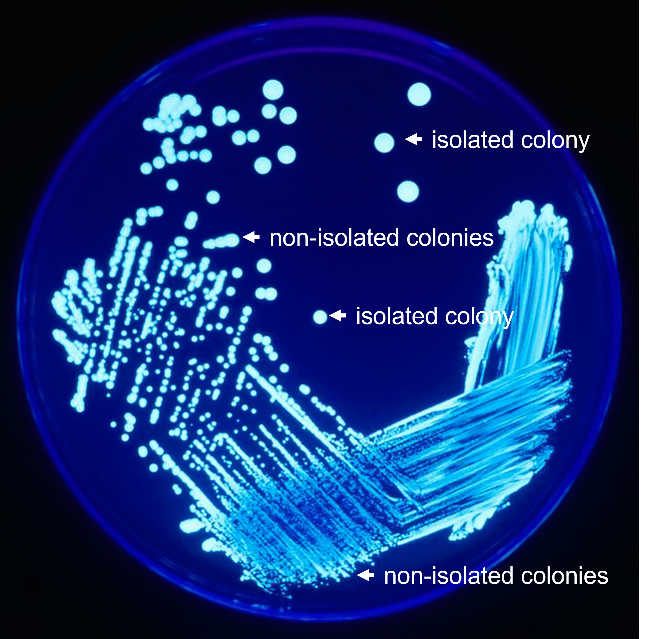 isolated and non-isolated colonies on a petri plate