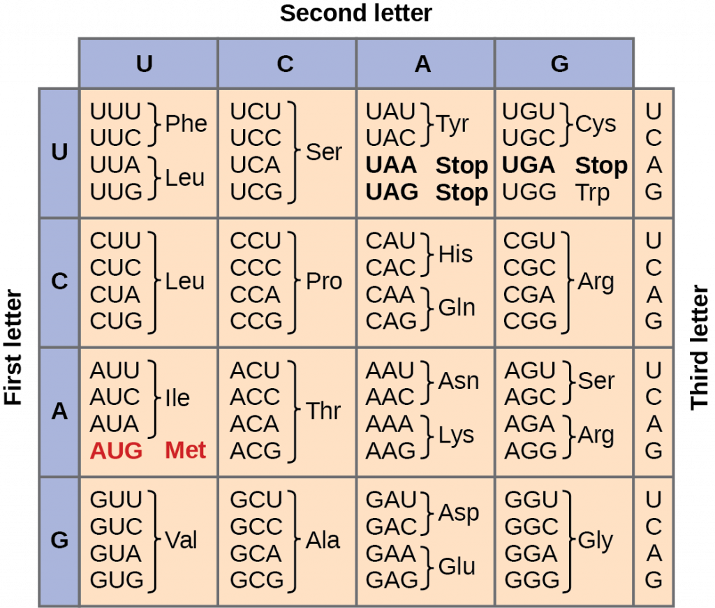 codon-table-1024x871.png