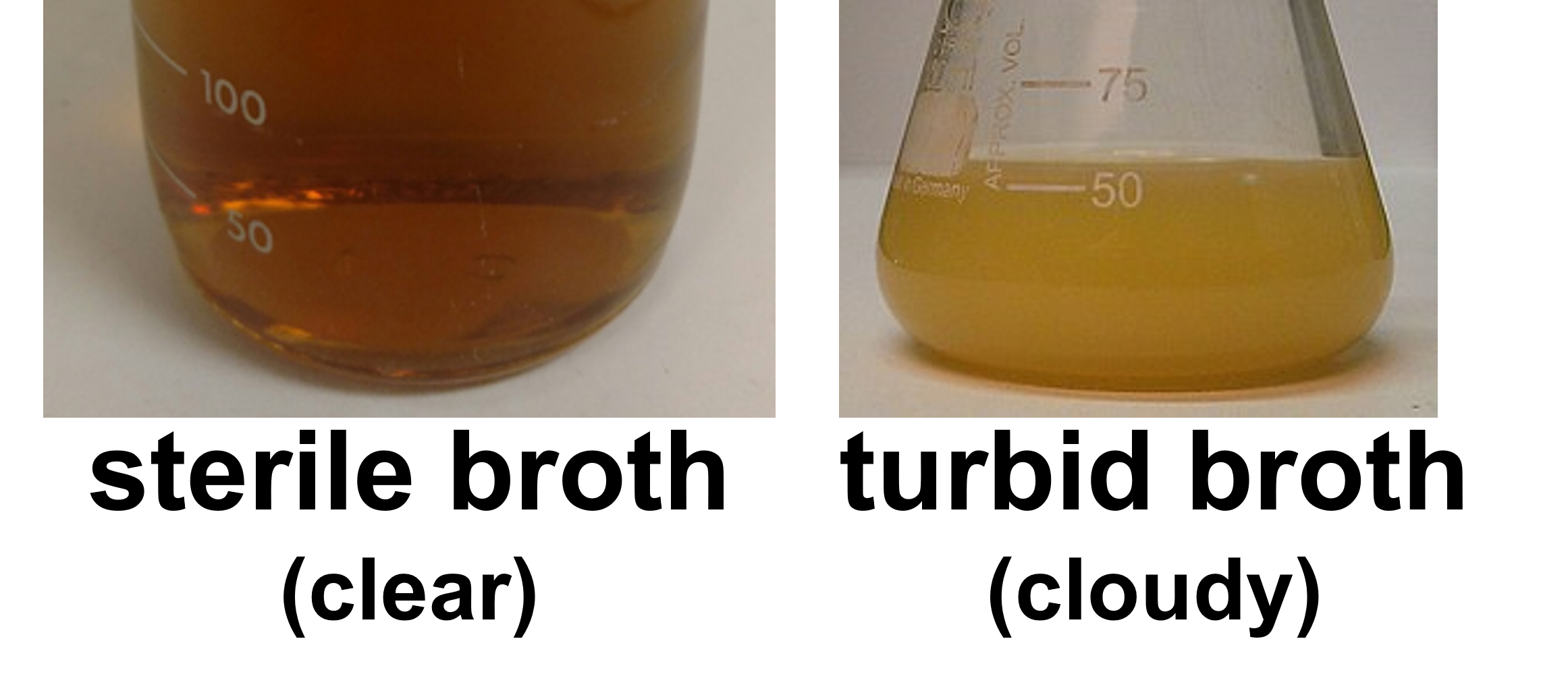 sterile broth is clear and broth that is turbid (cloudy) has growth