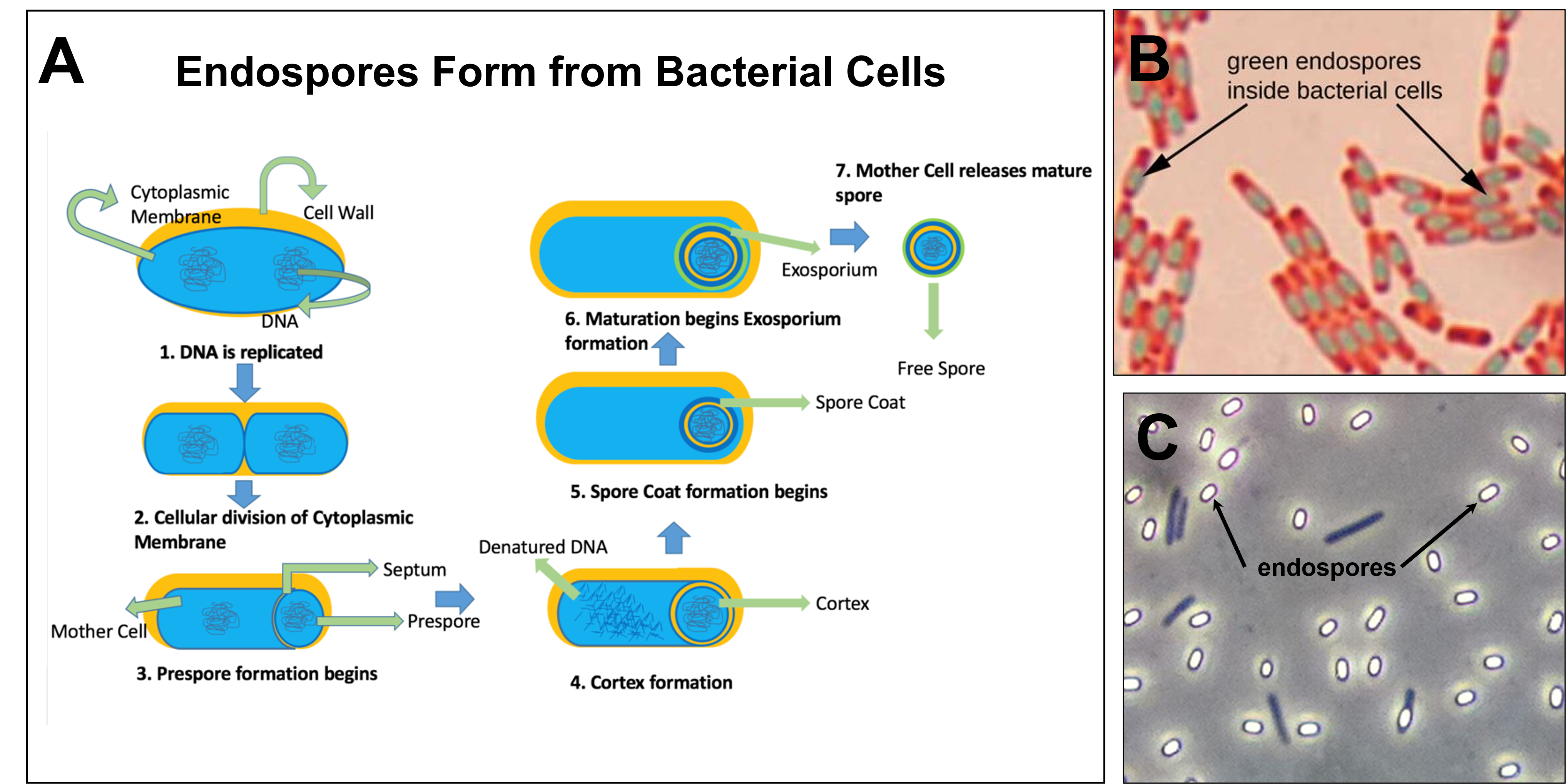 endospore formation process and how endospores look in the microscope